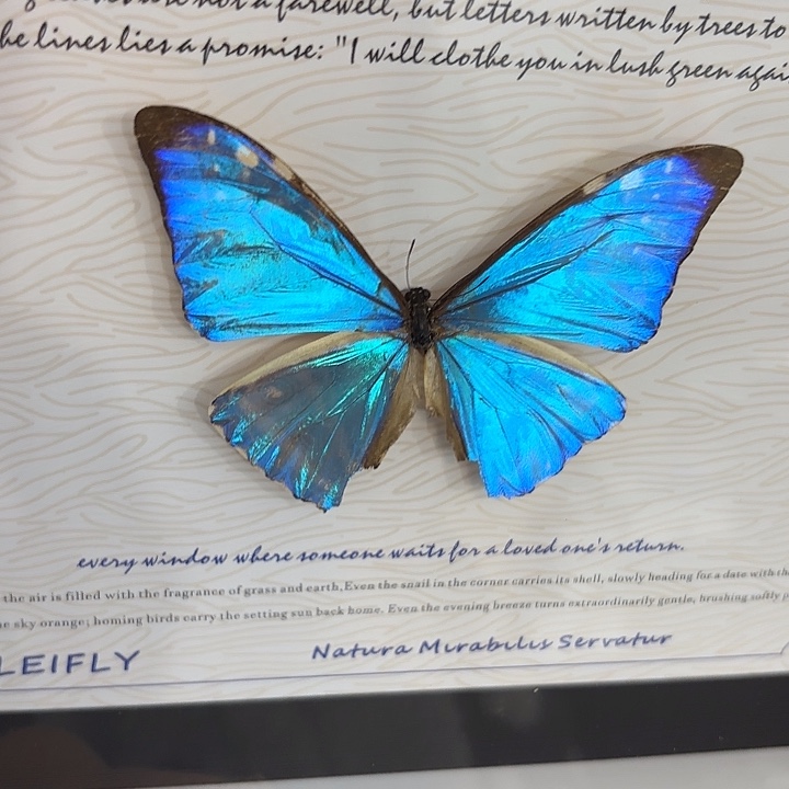 卿***上蝴蝶标本定制058@