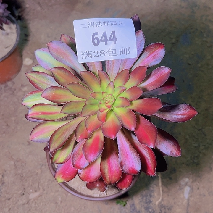 644花脸魅力锦多肉老桩