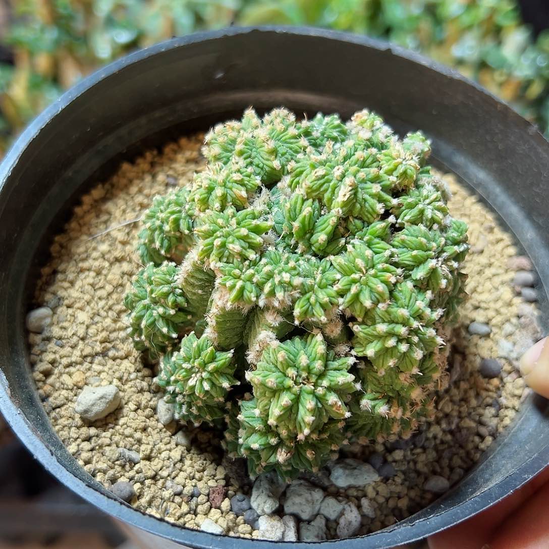 3日4号老花笼无根带小木心7.3公分