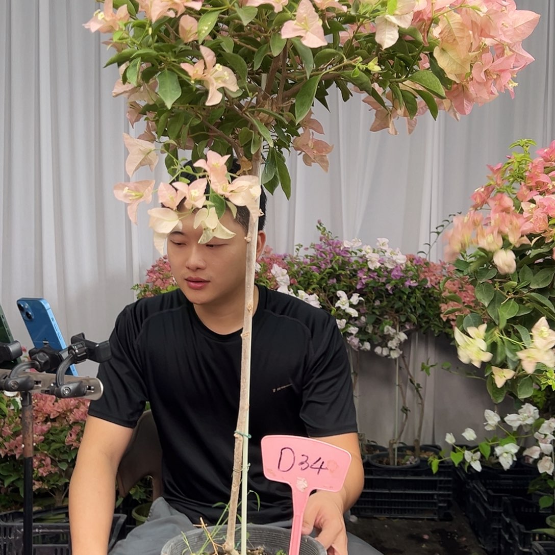 勇***0当前无花栽培后可以开花D34卡亚塔