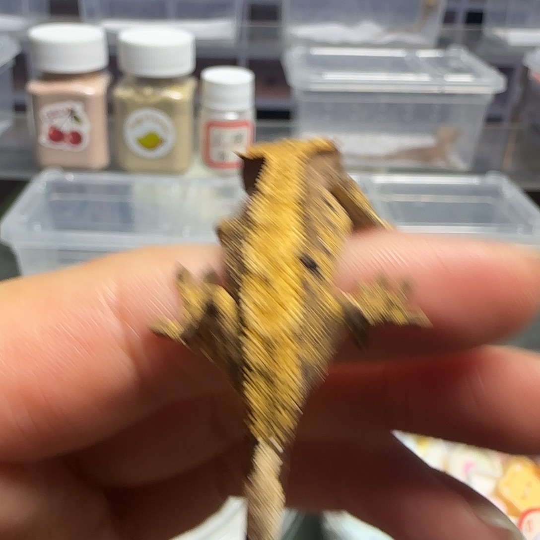 睫角守宫睫角守宫大幼