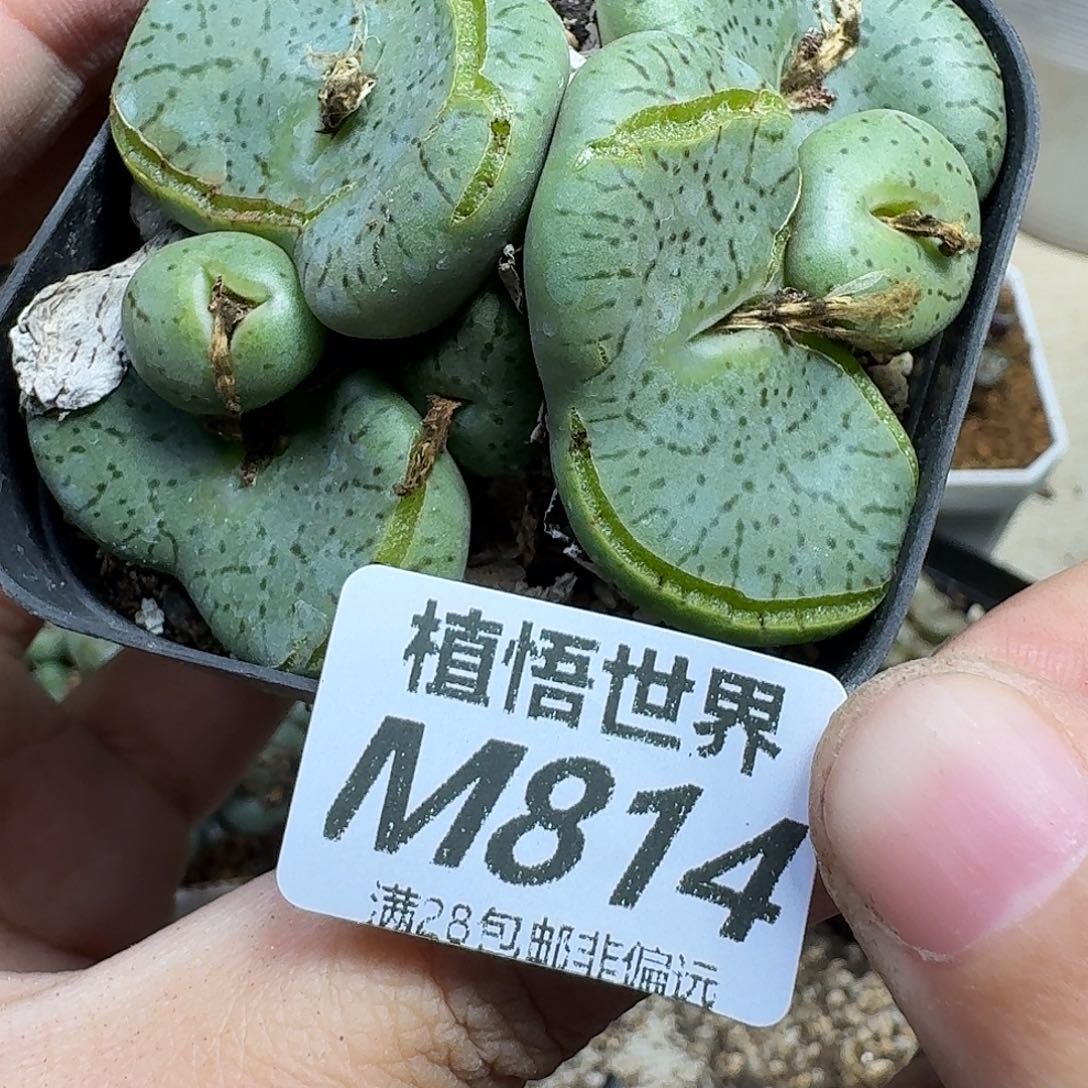 多肉植物的啊cbnn