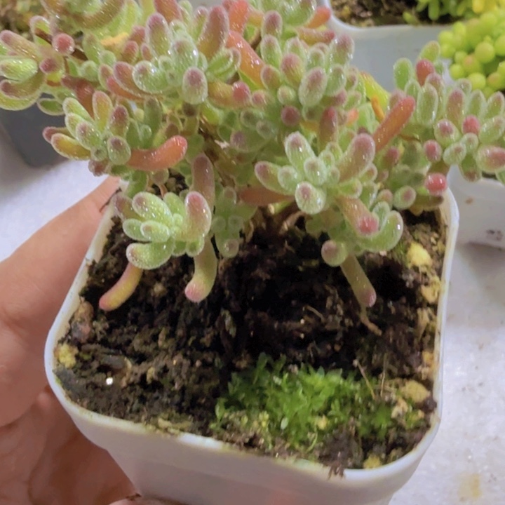 紫水晶枝干福利一颗