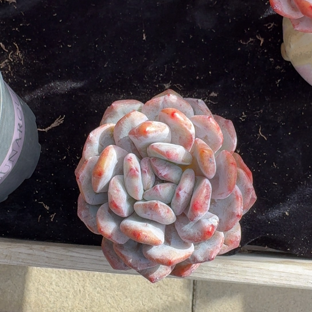 王***振精美小石化，带盆发货