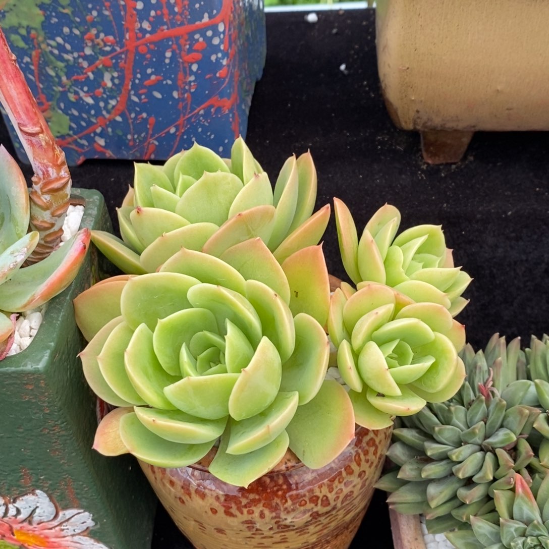 用****81211星娜塔带盆多肉植物