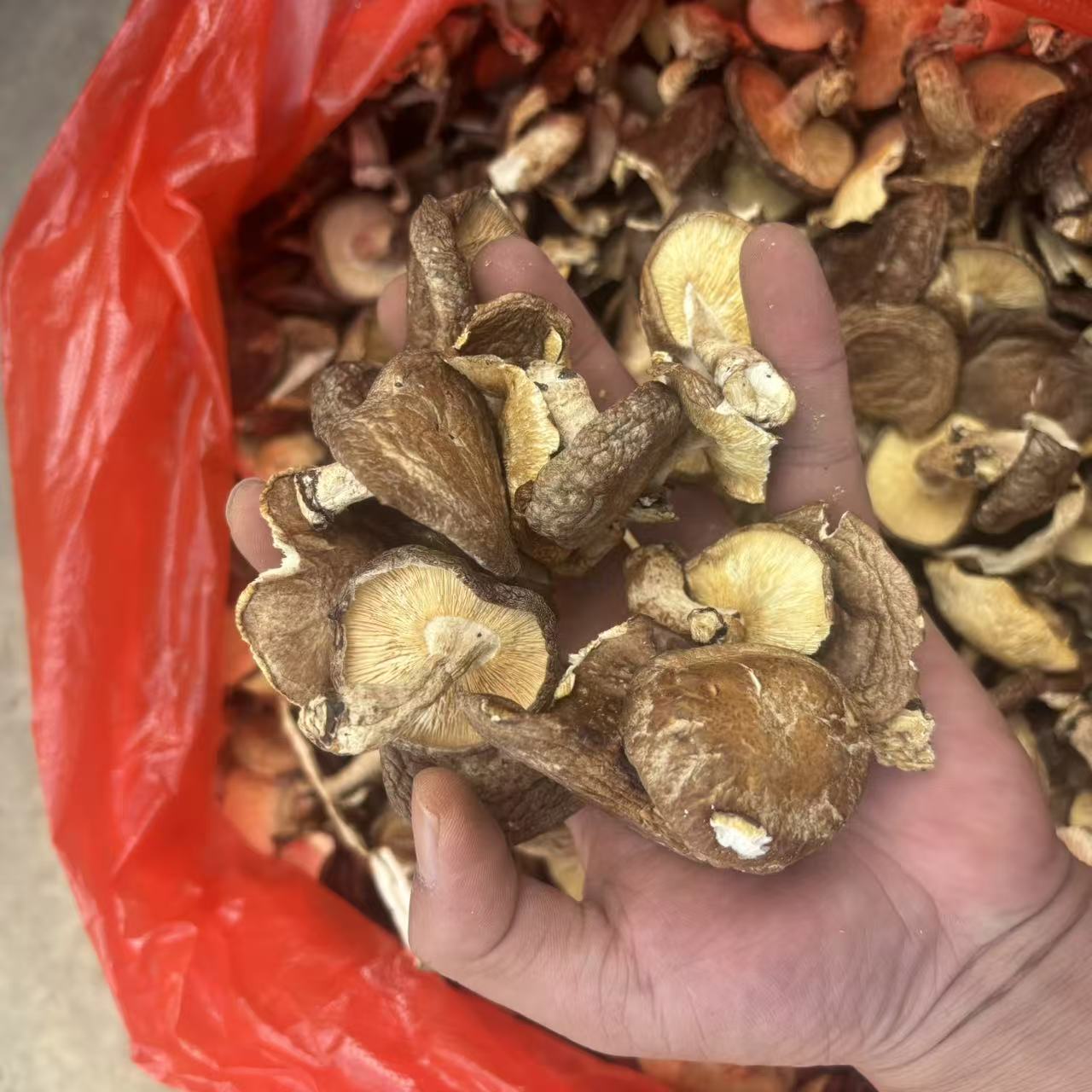 【野生香冬菇】云南山货煲汤好料  小蒲村长推荐