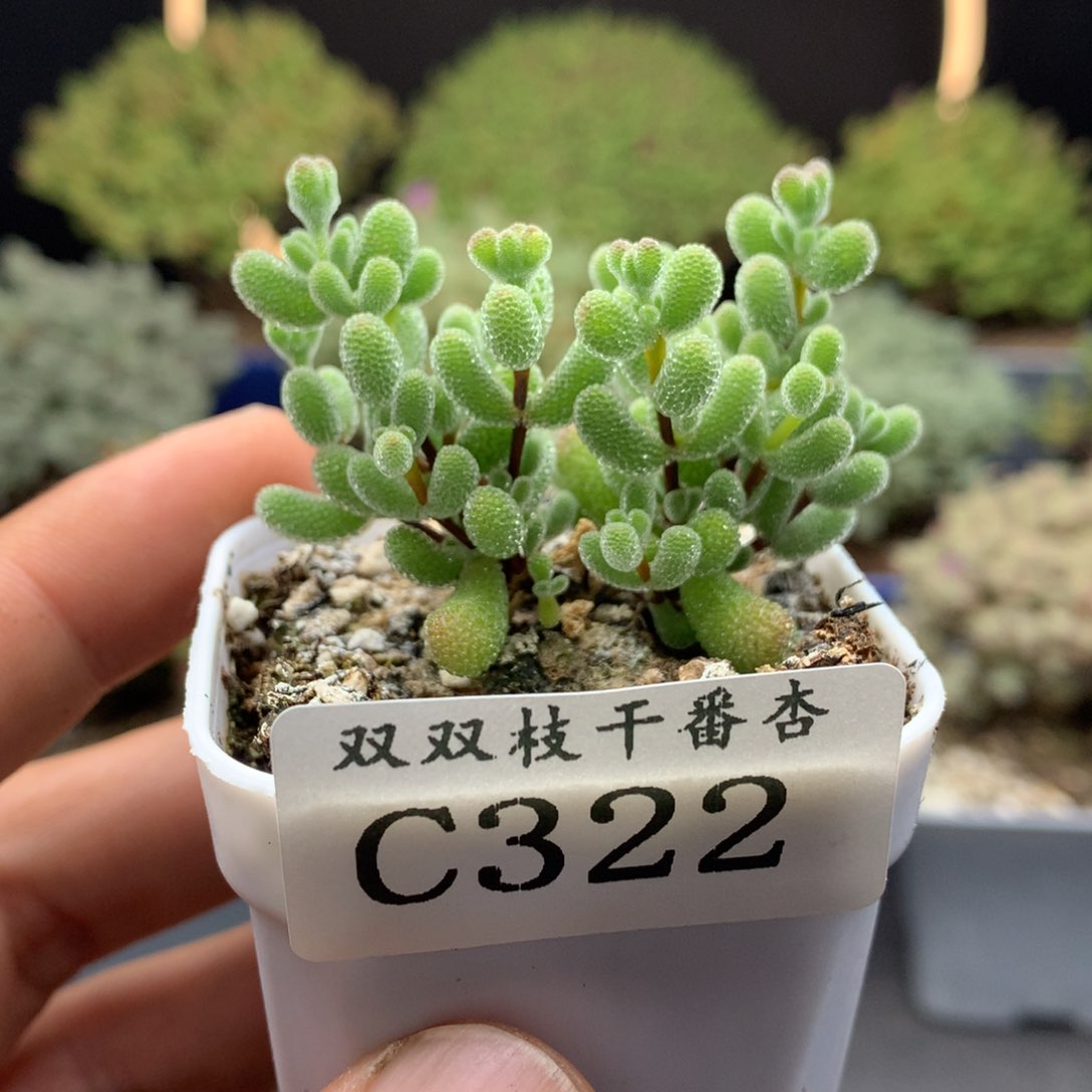 322翡翠。         