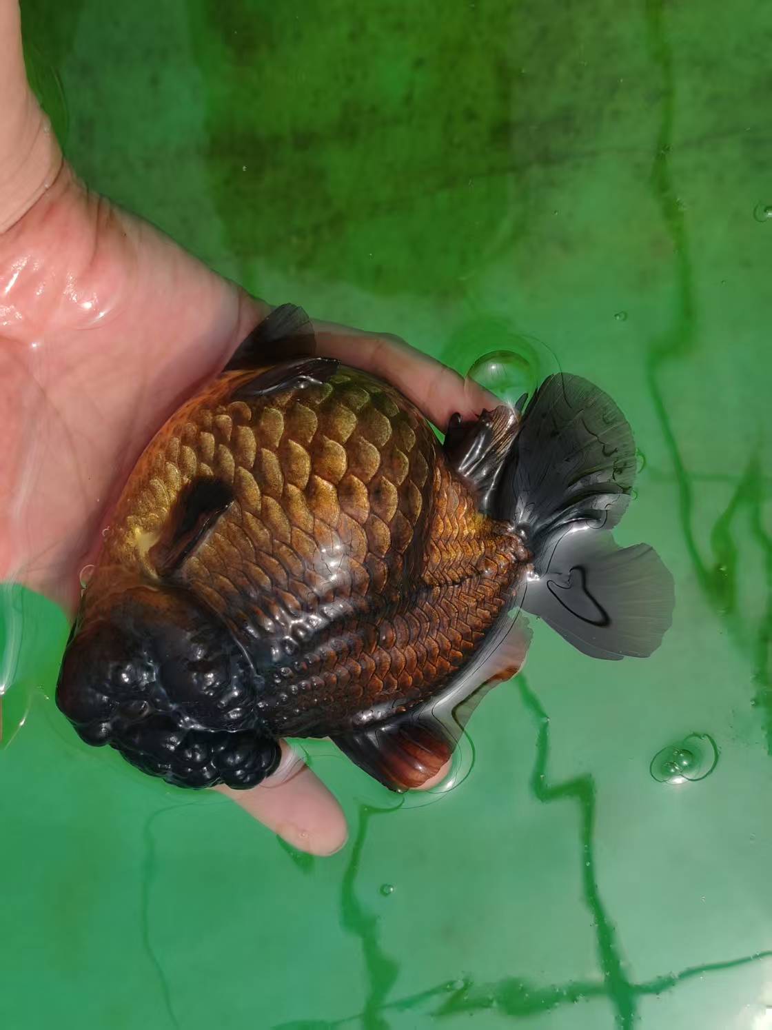 金鱼观赏鱼 泰狮玛丽将军多种品种 好养耐活 直播间改价用