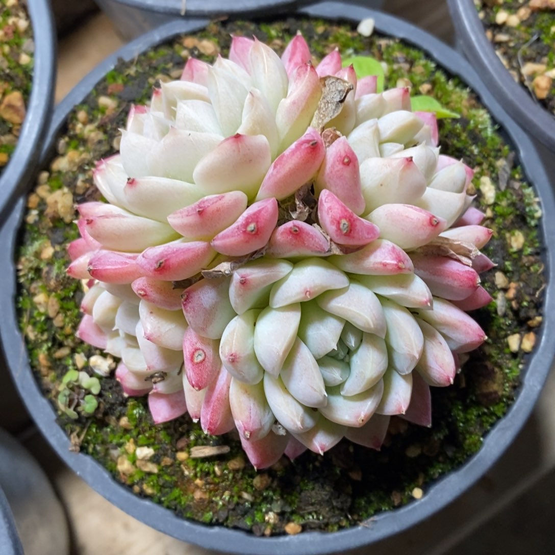 自助下单一物一拍，年后发可寄养问主播