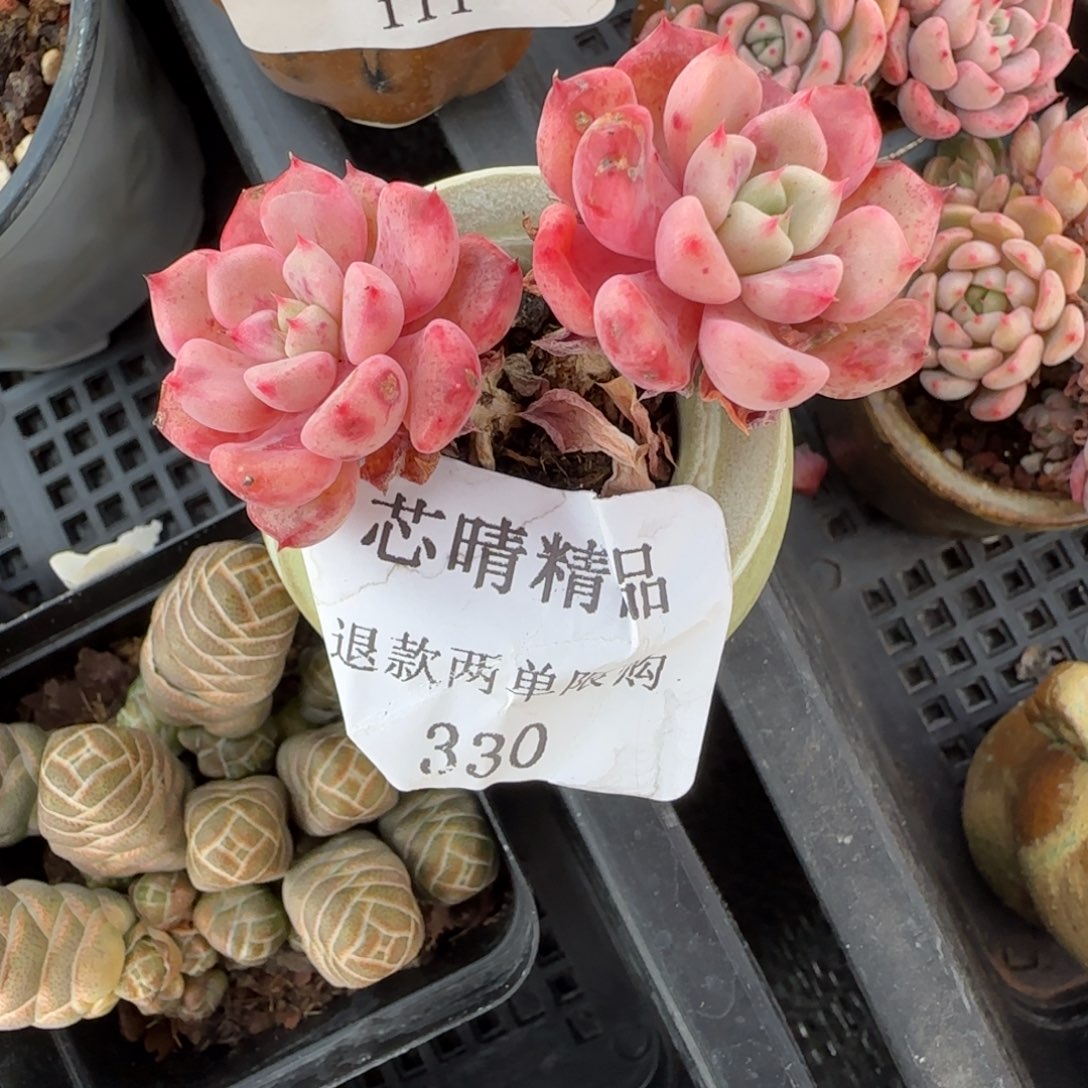 闪购精品多肉330号