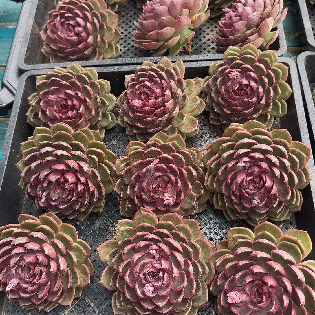 从前慢花园多肉编号-蓝莓