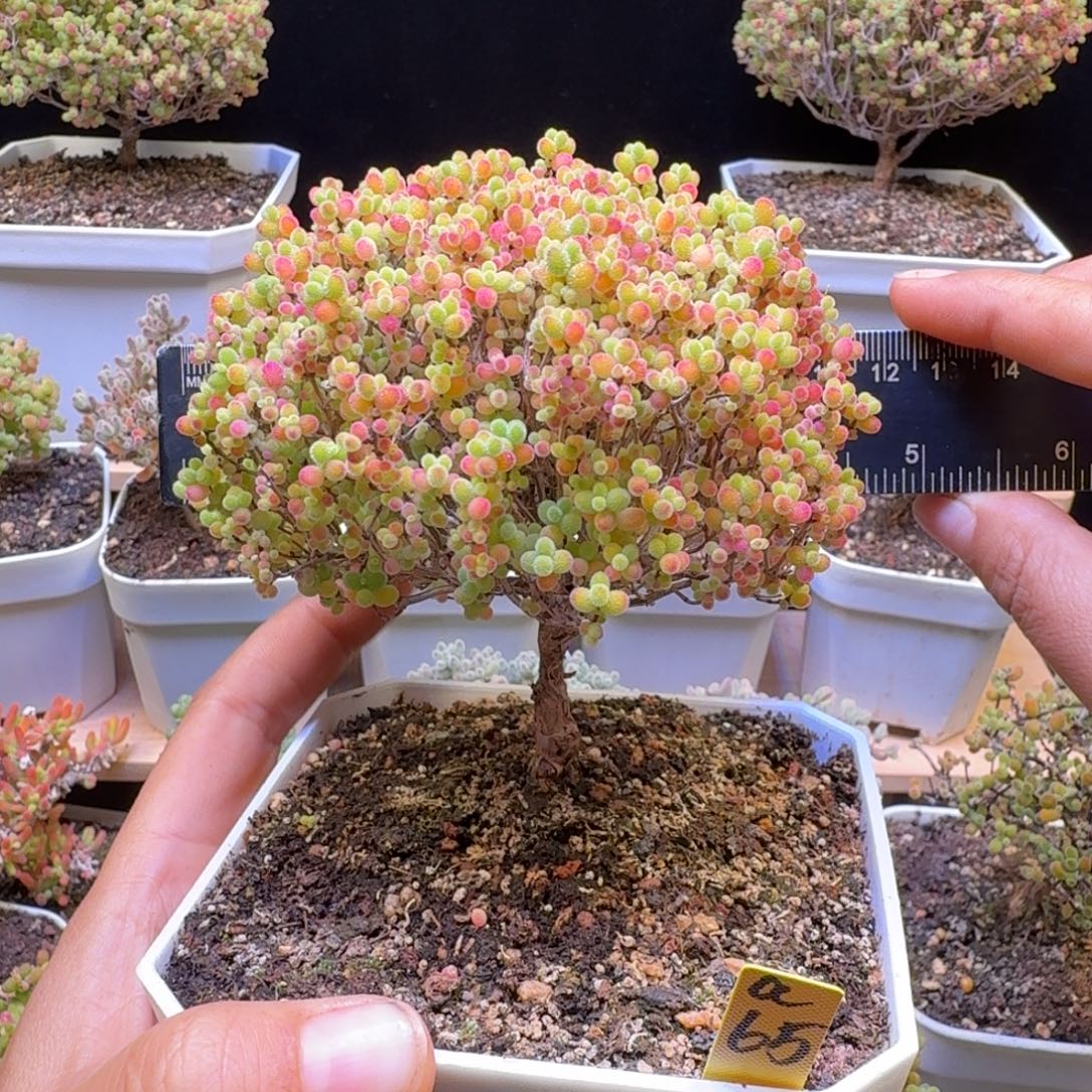 a65号蜜橘冠服10厘米左右