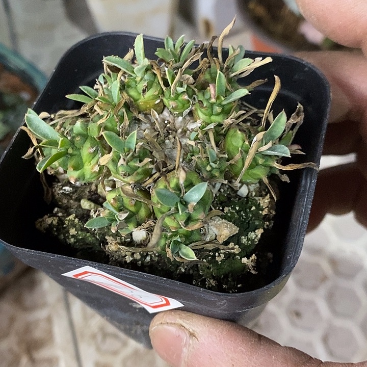 完美主义者勿拍峨眉山010326