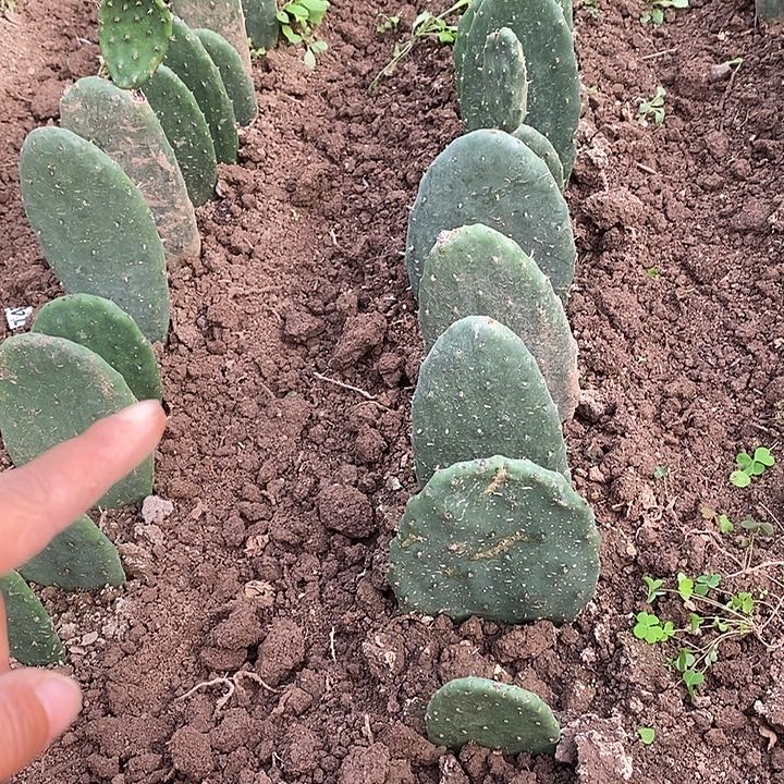 米棒塔有根3片大包邮