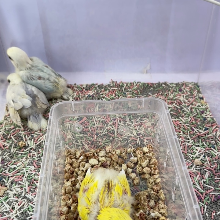 桃脸牡丹鹦鹉金*子