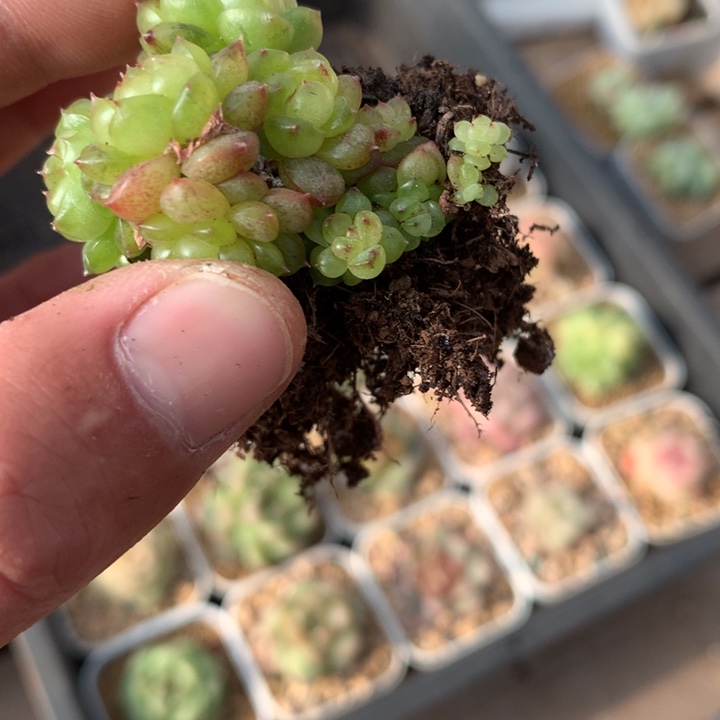 灯泡。     群。       专拍链接