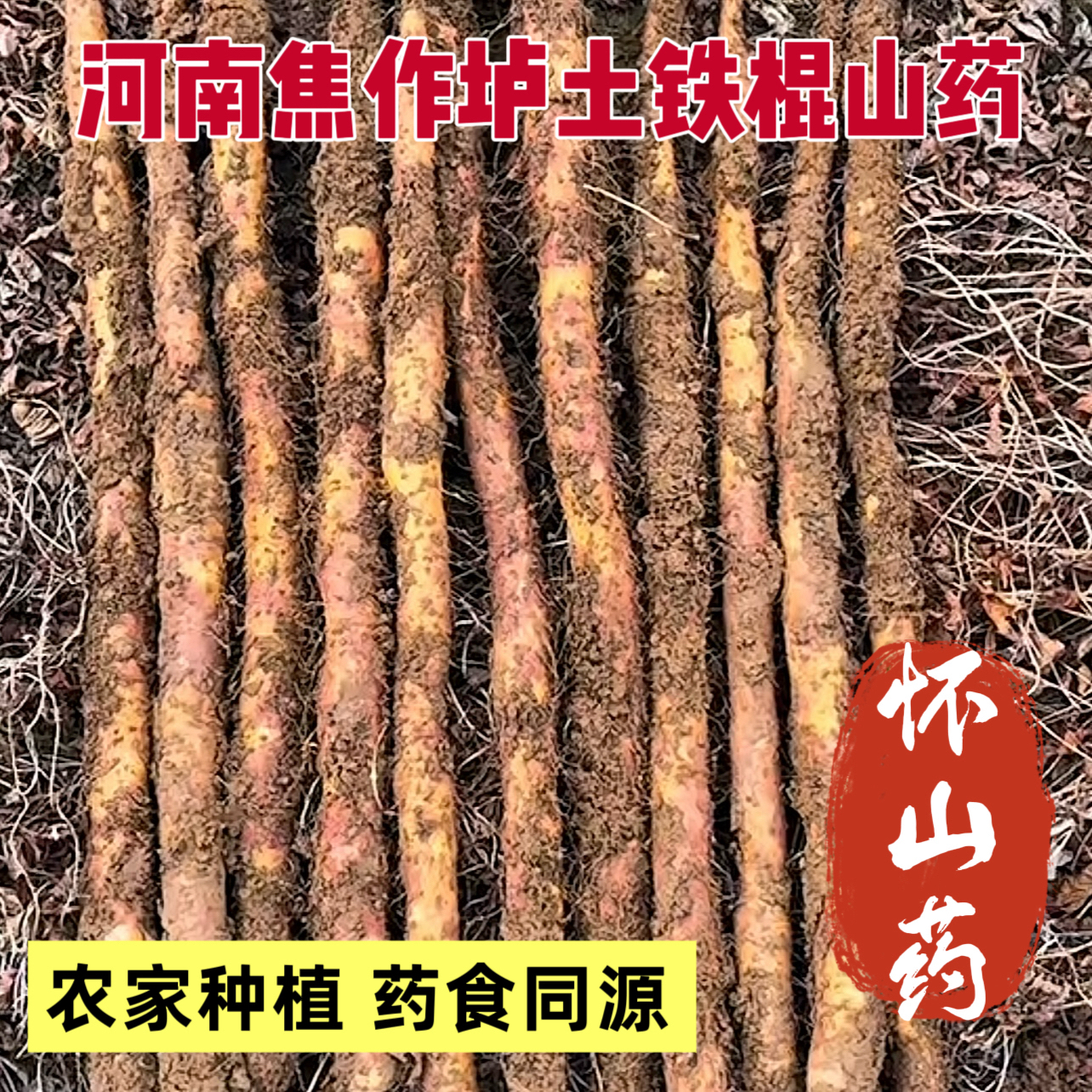 新鲜怀山药 河南焦作正宗垆土山药 粉粉糯糯