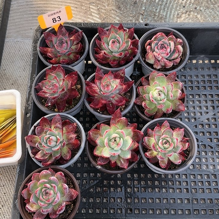 游***鱼83 惊鸿仙子多肉植物6-9cm10颗