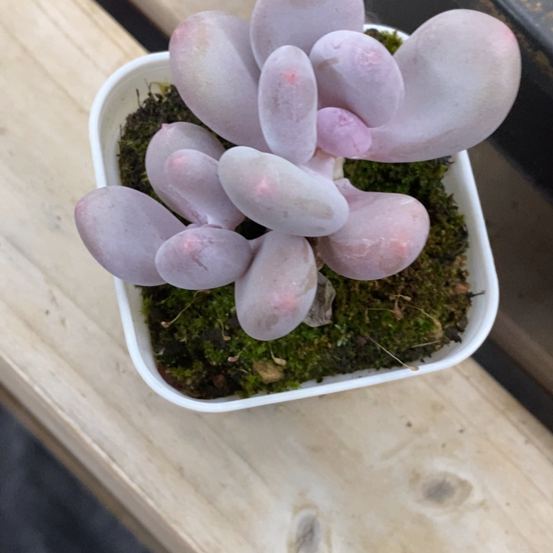 精品多肉一物一拍不包整313