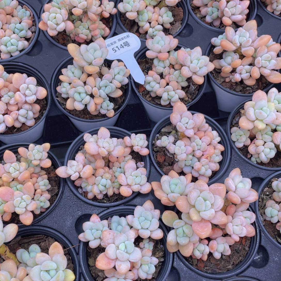 514号新年福利七彩洛神大群生老桩2个