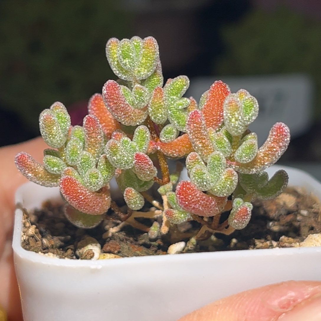 16实生冰晶优选枝干番杏