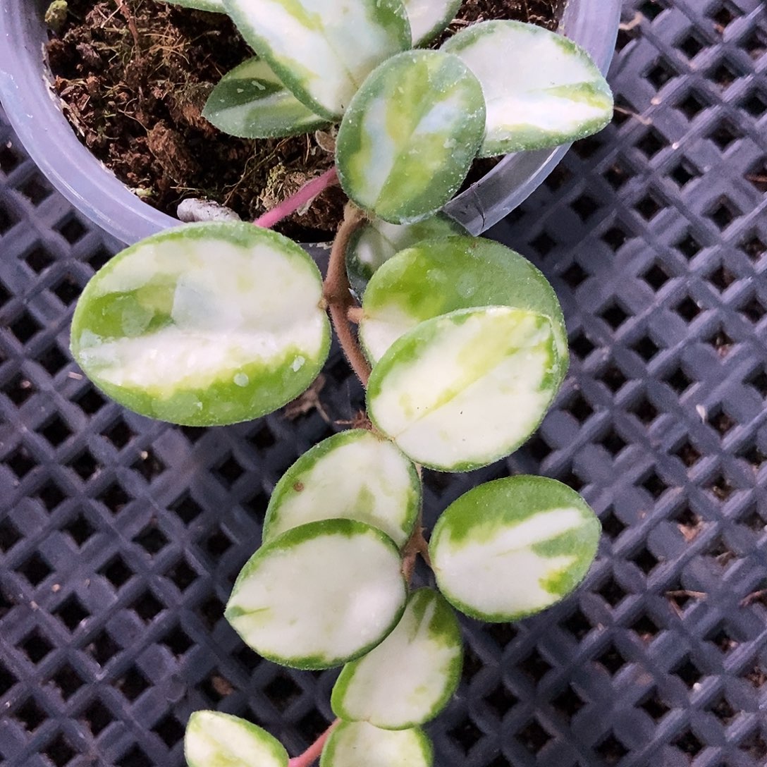 完全开放杂葡内锦59