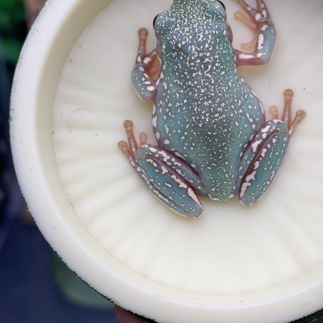 老爷树蛙6号顶级蓝暴雪