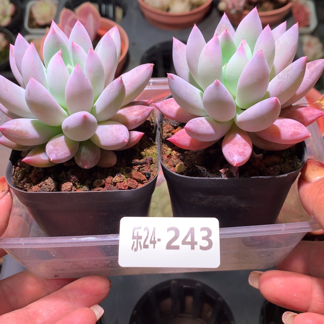 乐然24-243 奶瓶2颗 