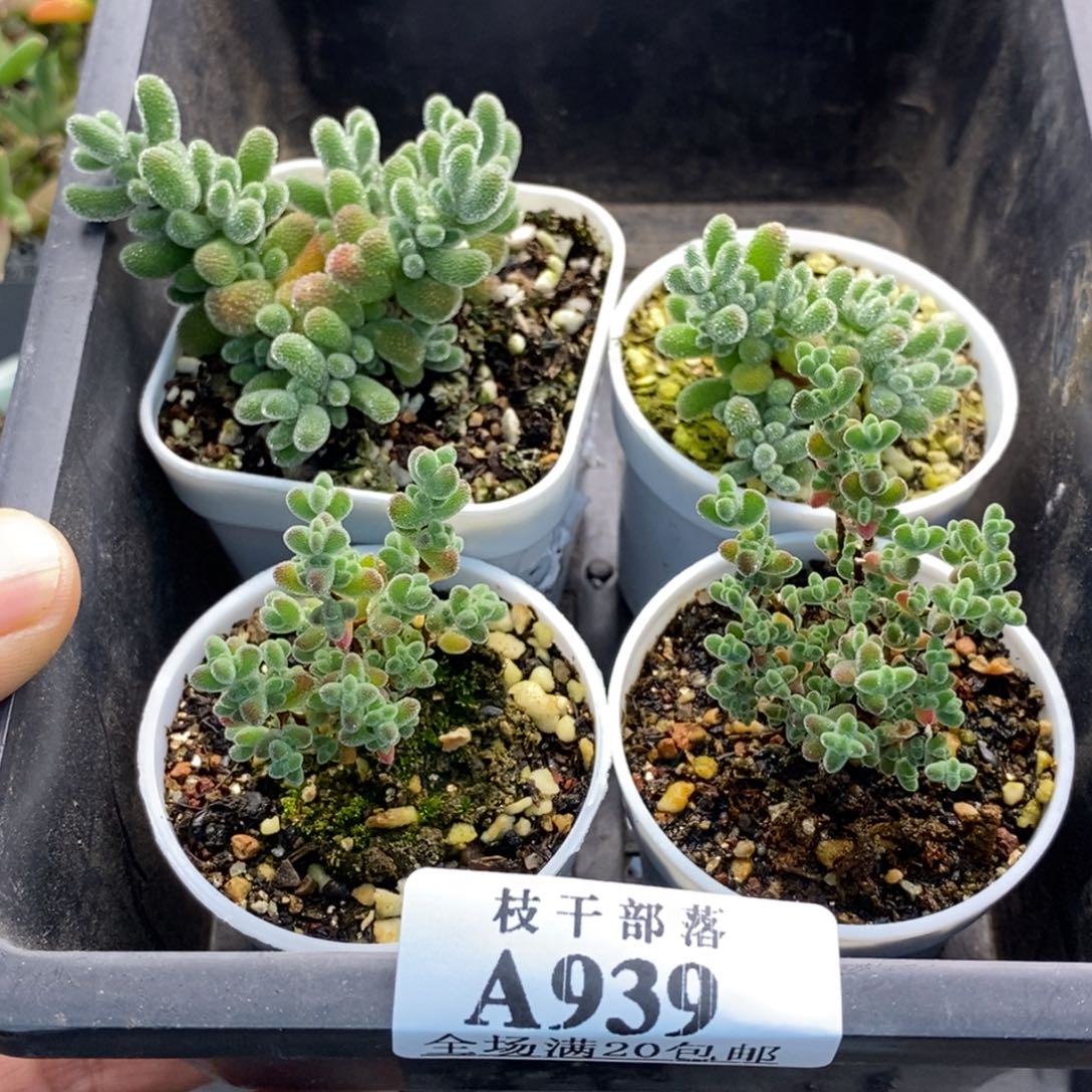 鱼***游套餐939。                 