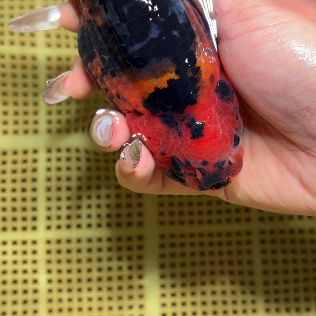 云***～金鱼拍包装包邮，不拍包装运费到付