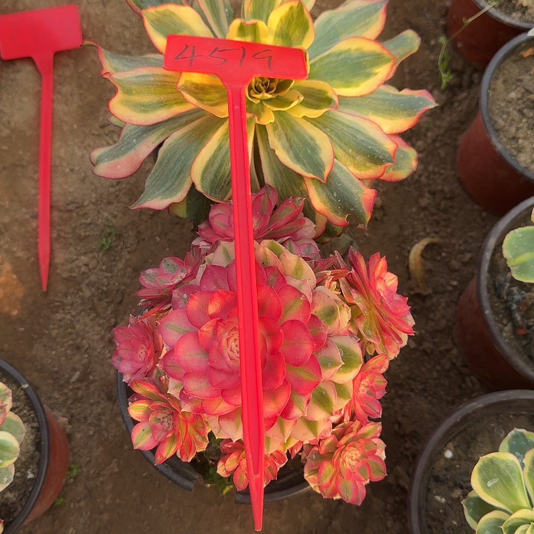 前***84519组合多肉法师