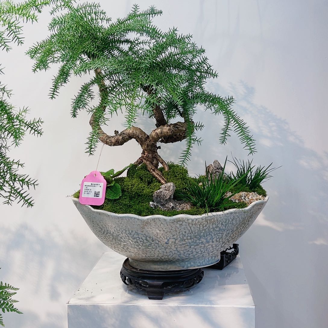 无花朵高端盆景一物一拍