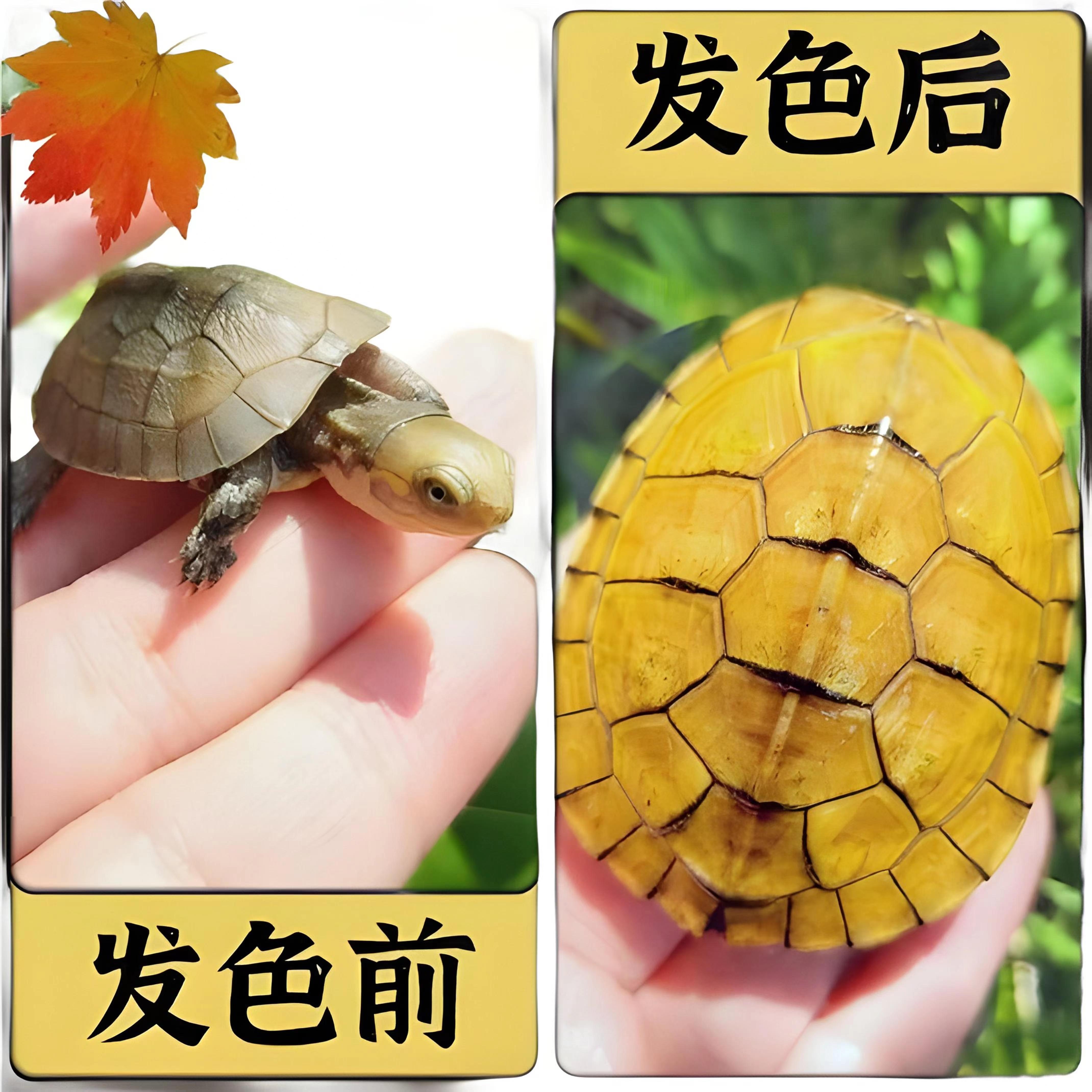 人工繁育生态养殖牙底皖喉小青龟宠绿丰园小青龟