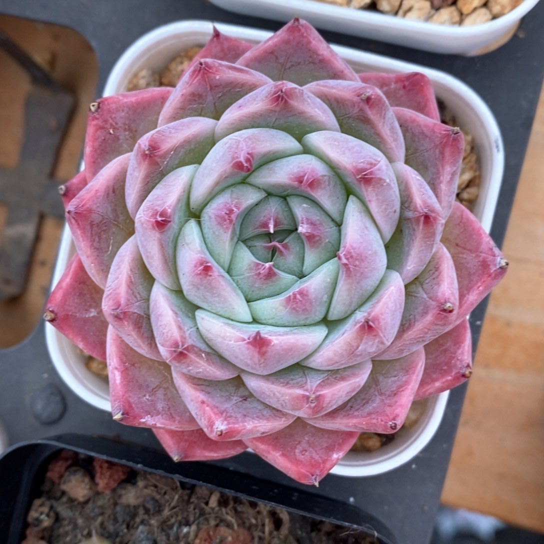 精品多肉一物柏不包整311