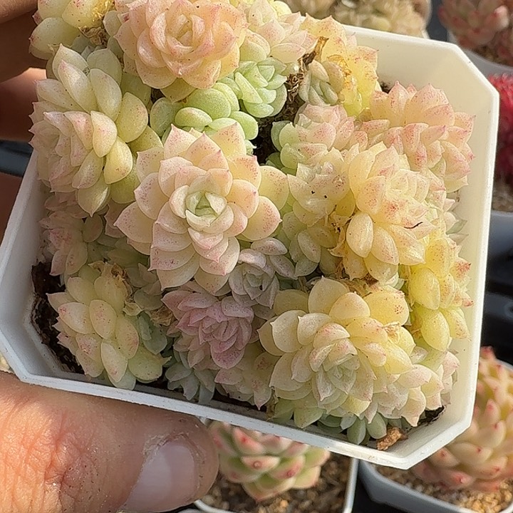 定向精选麦秆朵朵群 0122-56