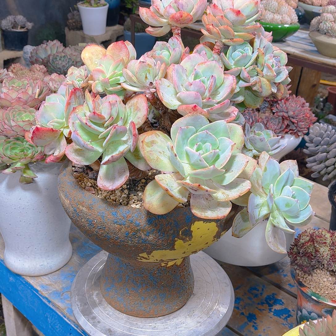 多肉老桩多肉啦l zhuang