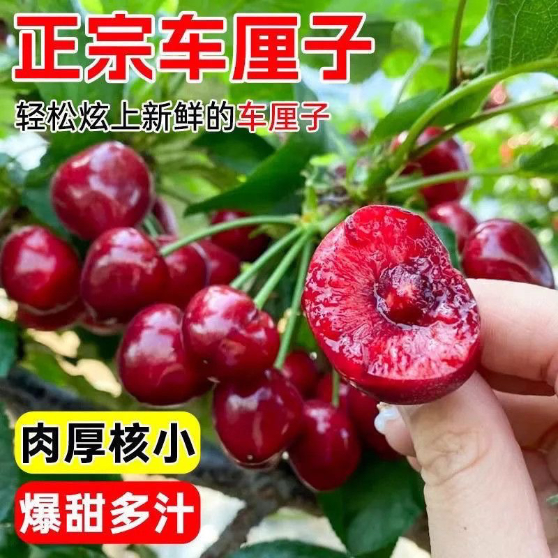 正宗对版嫁接车厘子大樱桃树苗（南北方栽种）