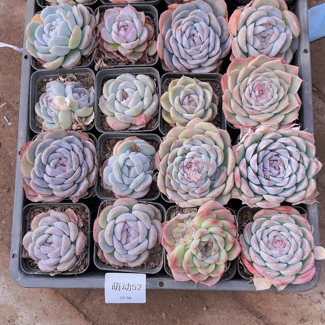 直播一物一拍多肉52