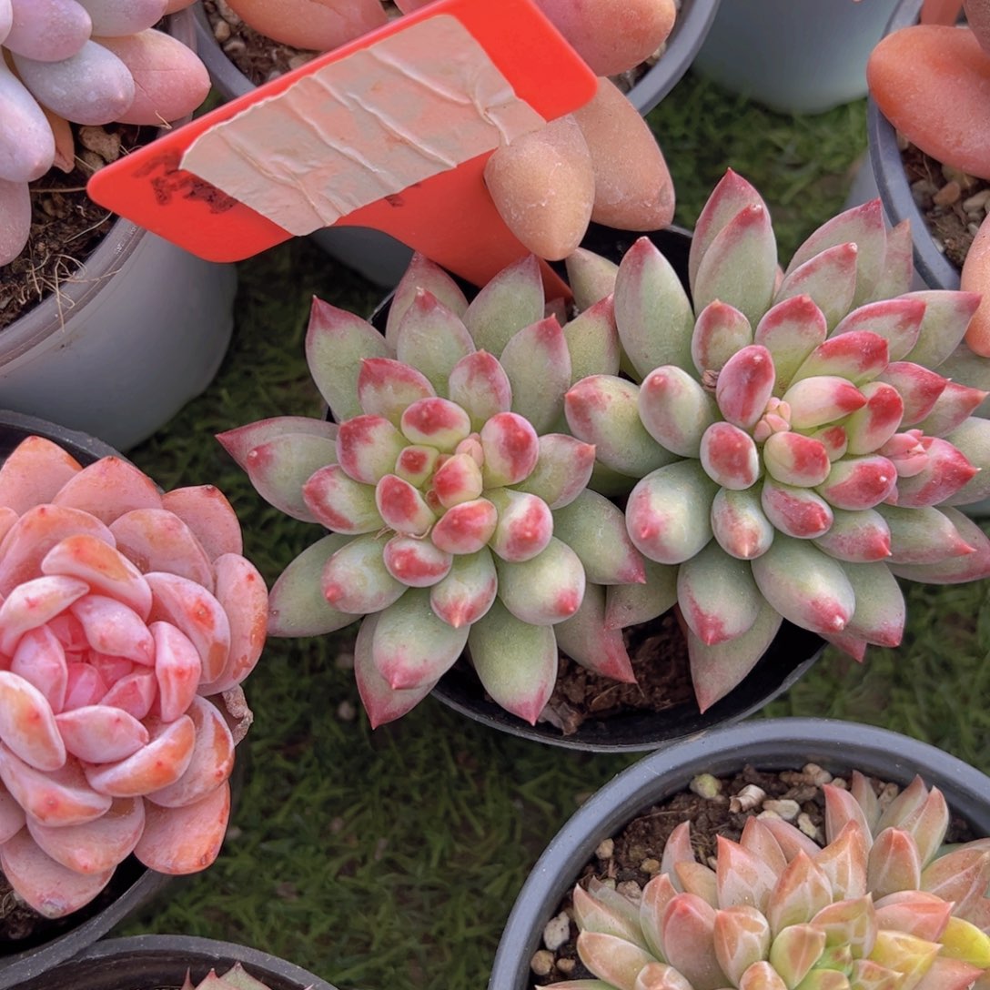 香玉的故事是一个人的