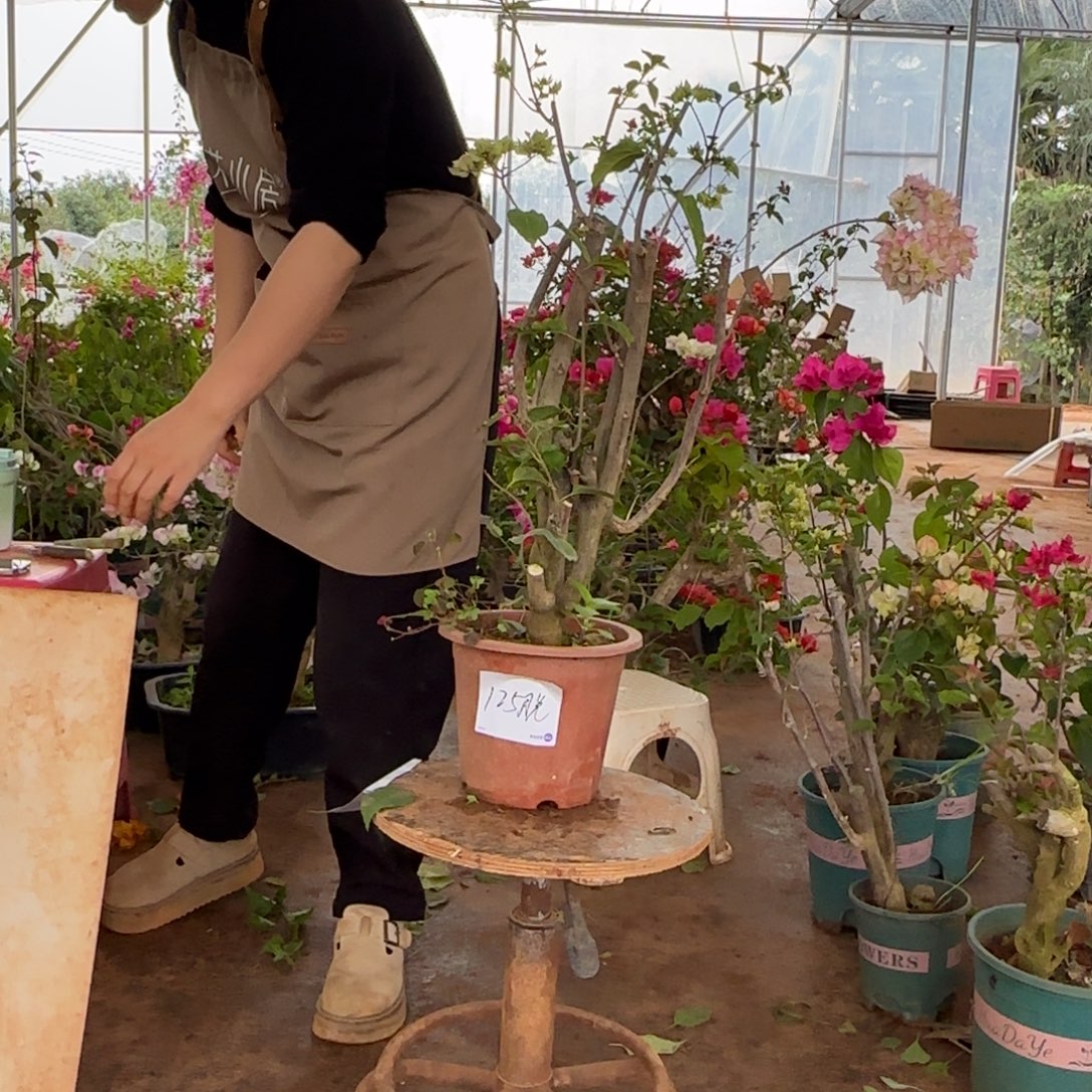 大部分花苞少量开放怡景 125脱