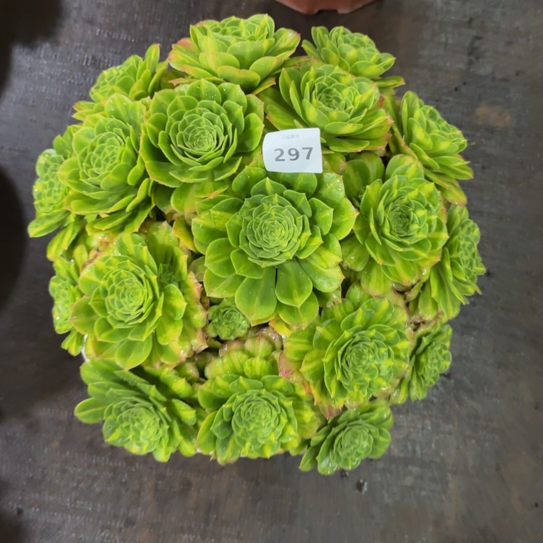 297多肉植物翡翠琉璃