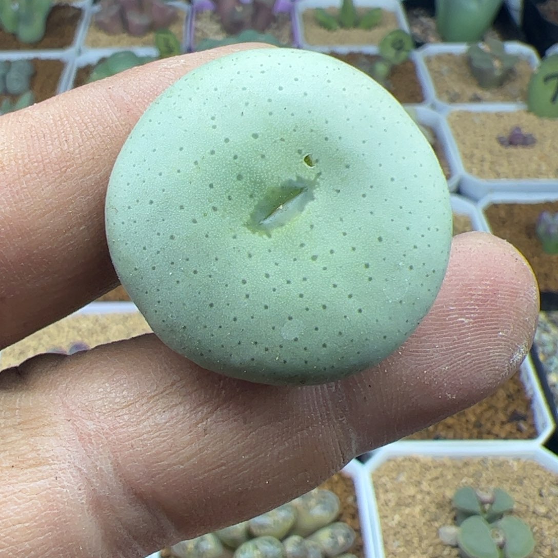 尺码2.8大饼22351