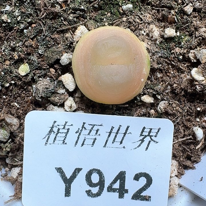 942盒多肉植物哇f c