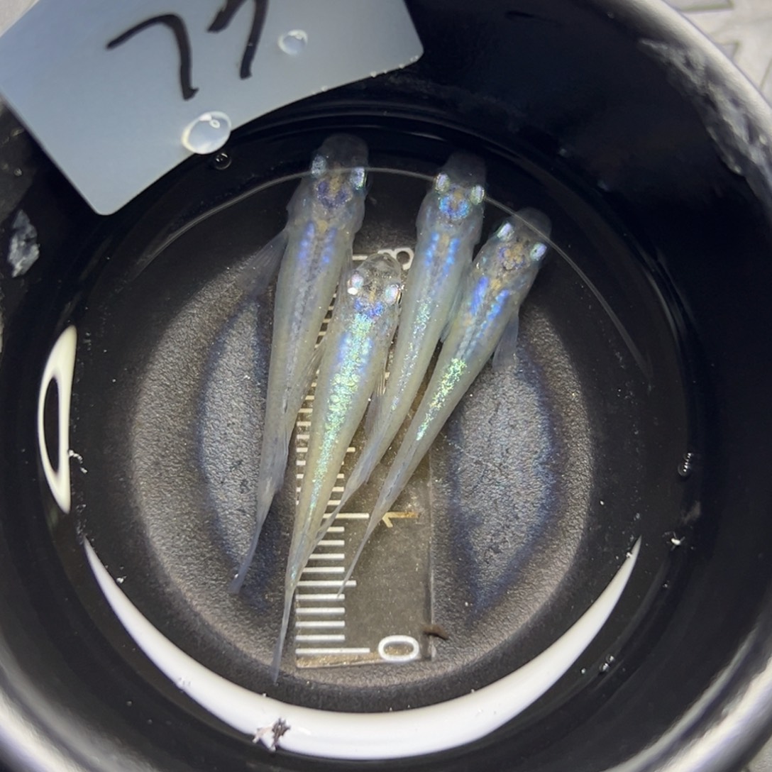 青鳉鱼73。       
