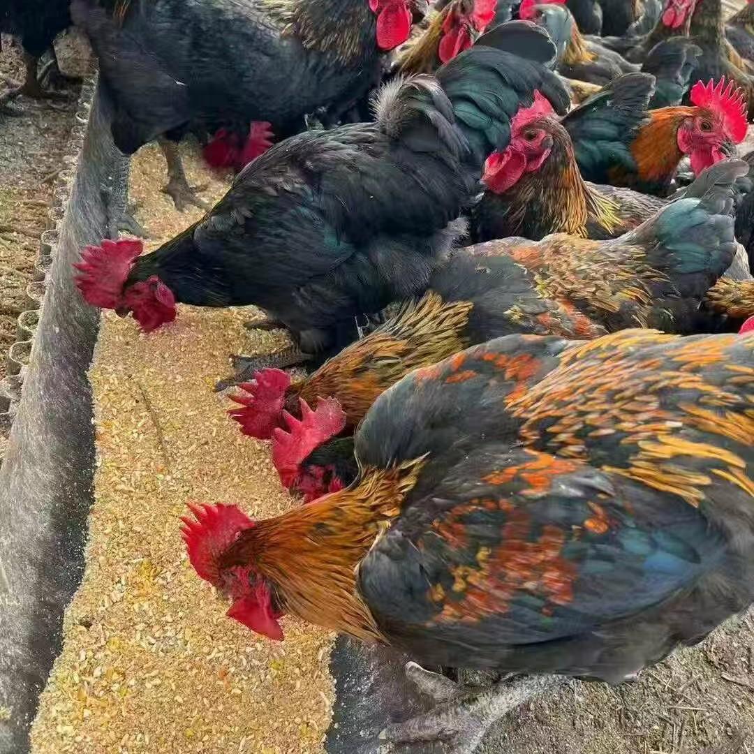 【昌吉毛姐新疆包邮】刨地黑土鸡