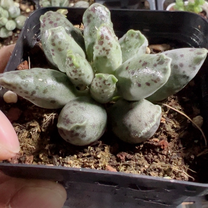 海豹精品多肉植物