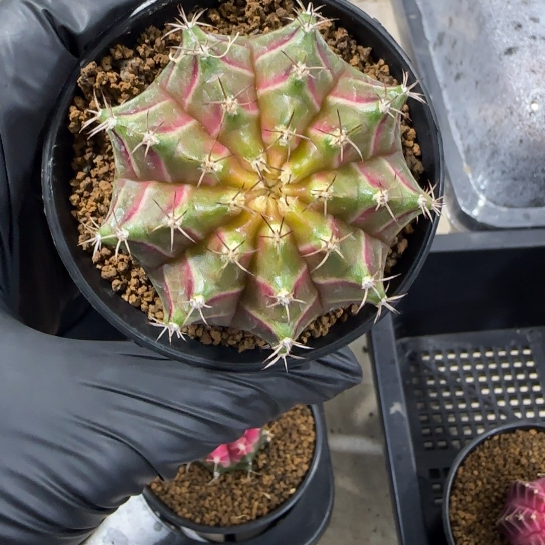 泰系实生轮回福利价