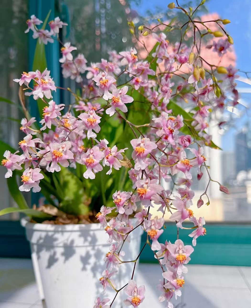 【文心兰】 梦乡兰 4花剑起奶香味 花卉兰花室内植物客厅办公室阳台