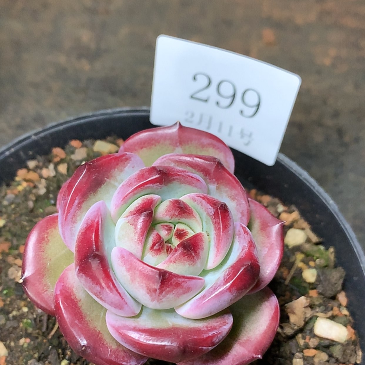 【闪购商品】云299