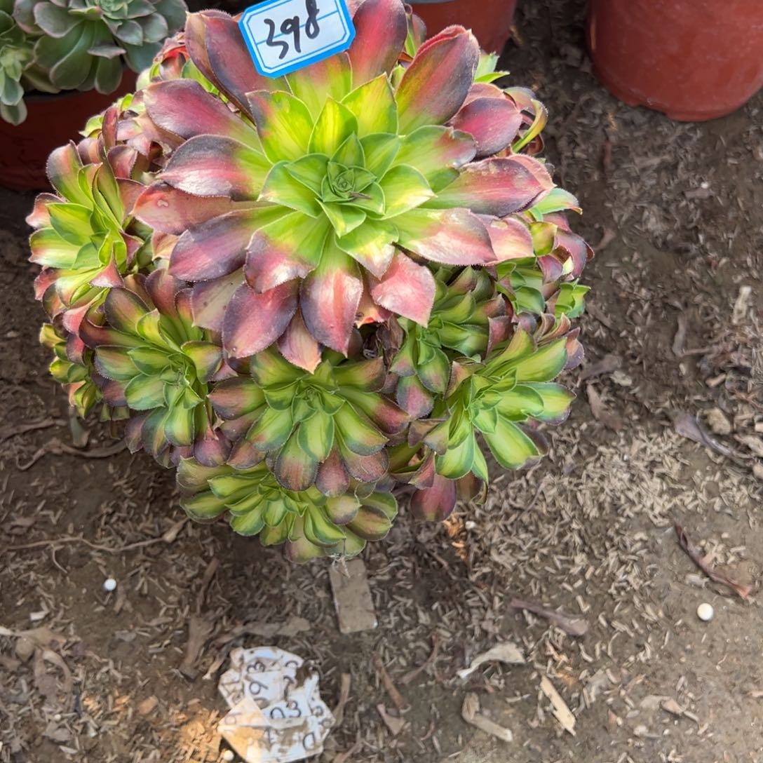 398韶华多肉植物法师多肉